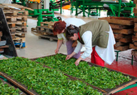 Начало сбора и переработки чайного листа в 2012 году