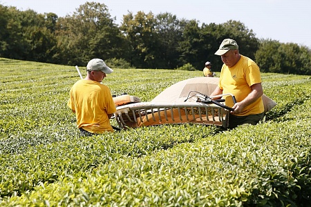 Турпоток в компанию «Мацеста чай» в 2018 г. вырос на 22%