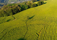 Сочинские чаеводы продолжают реконструировать плантации в Мацесте