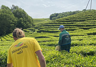 На чайных плантациях "Мацеста чай" начался первый сбор чая в этом году!
