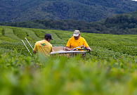 В Сочи собрали более 200 тонн свежего чайного листа