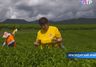 Сезон сбора чая начался на плантациях Краснодарского края