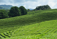 Единственный российский экспортер чая вдвое увеличит площадь плантаций за несколько лет