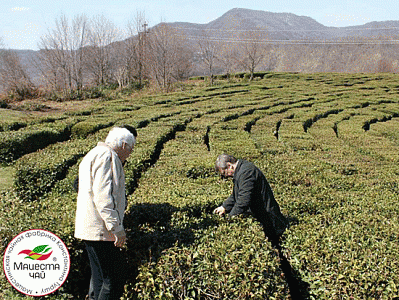 Совещание по развитию чайной отрасли