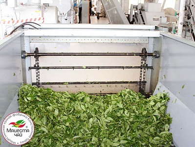 Начало переработки чайного листа урожая 2012 года