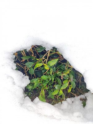 Обильный снегопад обеспечил влагой чай в Мацестинской долине