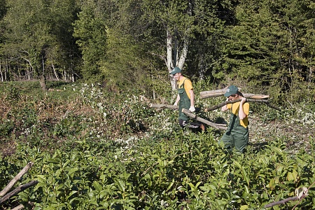 Мацестинский чай восстановит в 2018 году еще 31 га плантаций