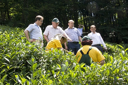 Депутаты Законодательного собрания КК проанализировали эффективность восстановления мацестинских чайных плантаций